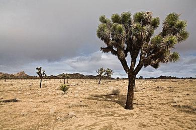 《艾尔登法环》“壶头哥”还未弃游 达成女武神2000杀