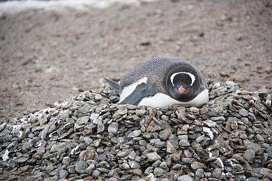 Raw Fury为即将到来的《王国 80年代》推出新的动画介绍预告片